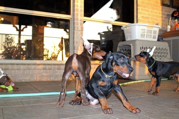 8 week old doberman puppies; red and rust, black and rust