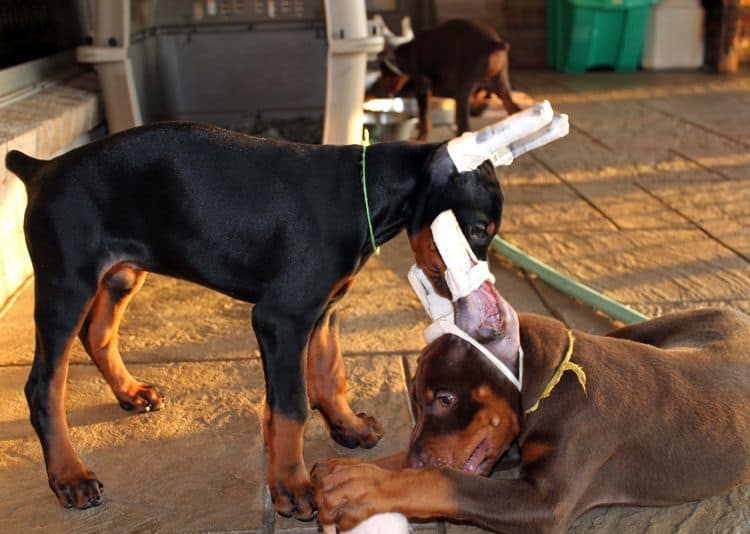 8 week old doberman puppies; red and rust, black and rust.