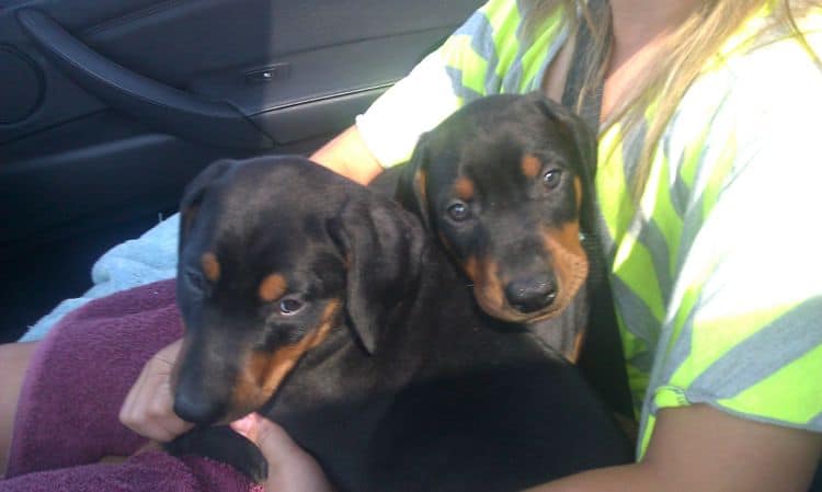 two doberman puppies on the way to vet to get ears croppped