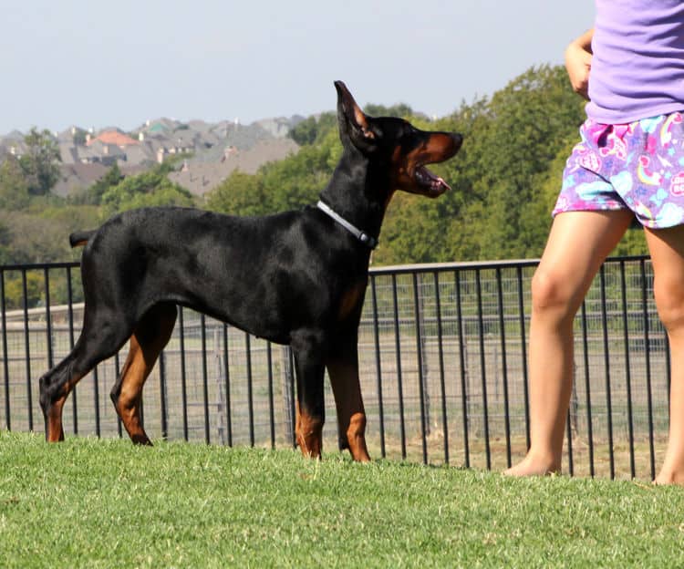 Cropped Black and rust male doberman puppy