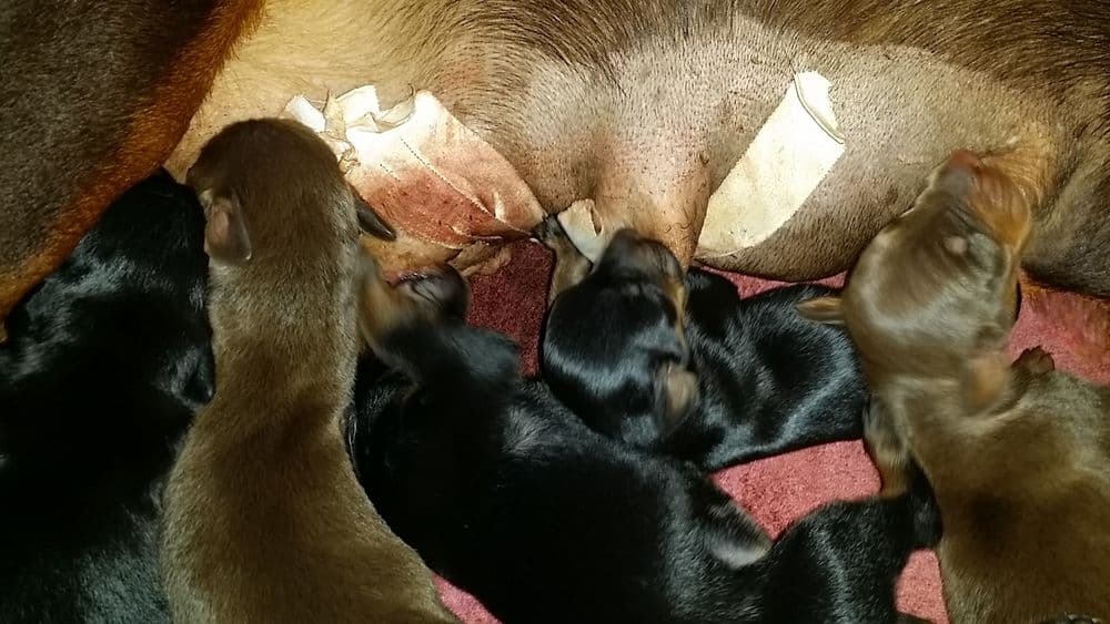 2 day old doberman puppies
