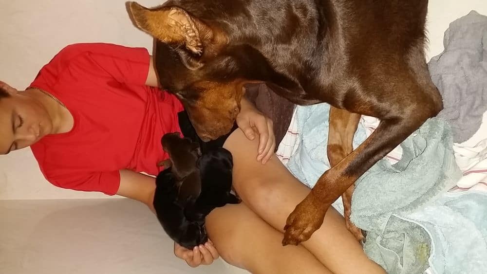 3 day old doberman puppies