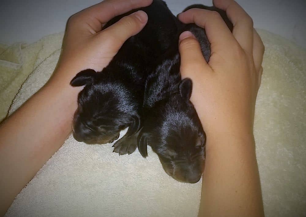4 day old doberman puppies