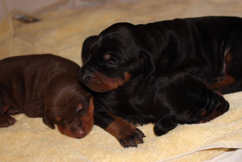 2 week old black and rust, red and rust doberman puppies