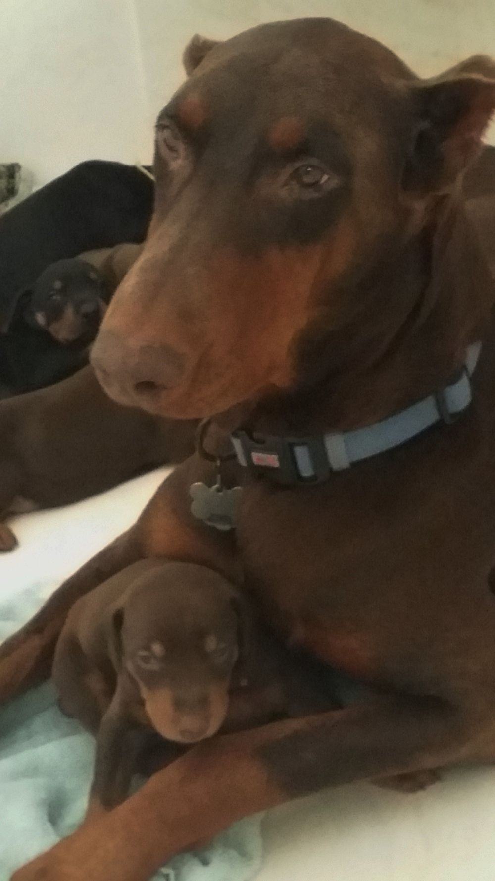 red rust female doberman with puppy