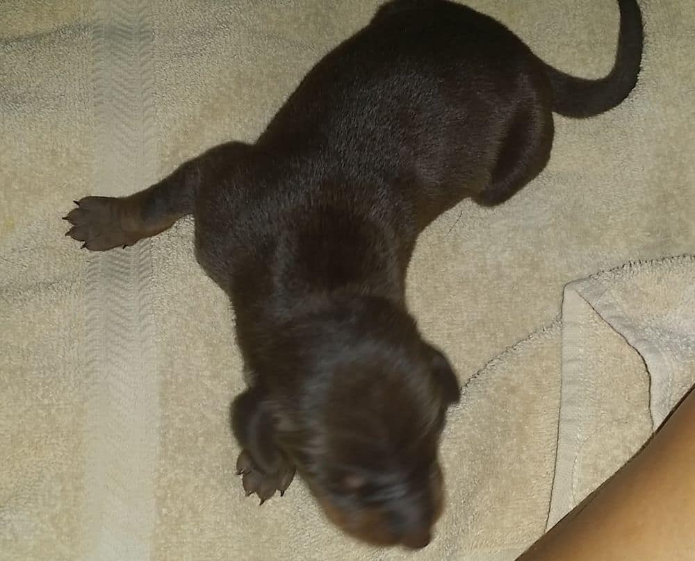 5 day old red and rust, black and rust doberman puppies