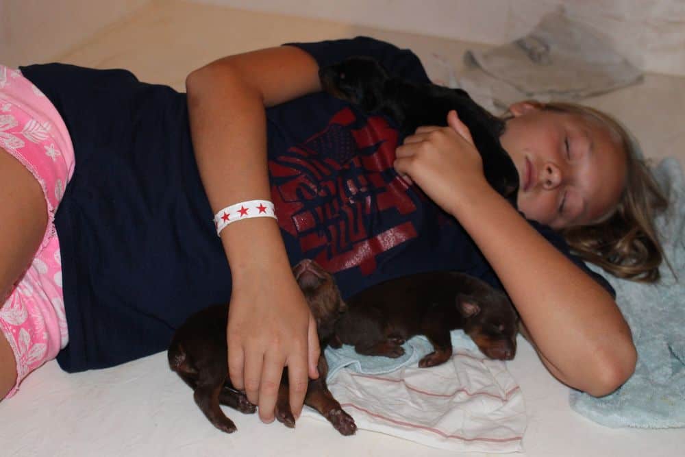 Doberman puppies sleeping with child