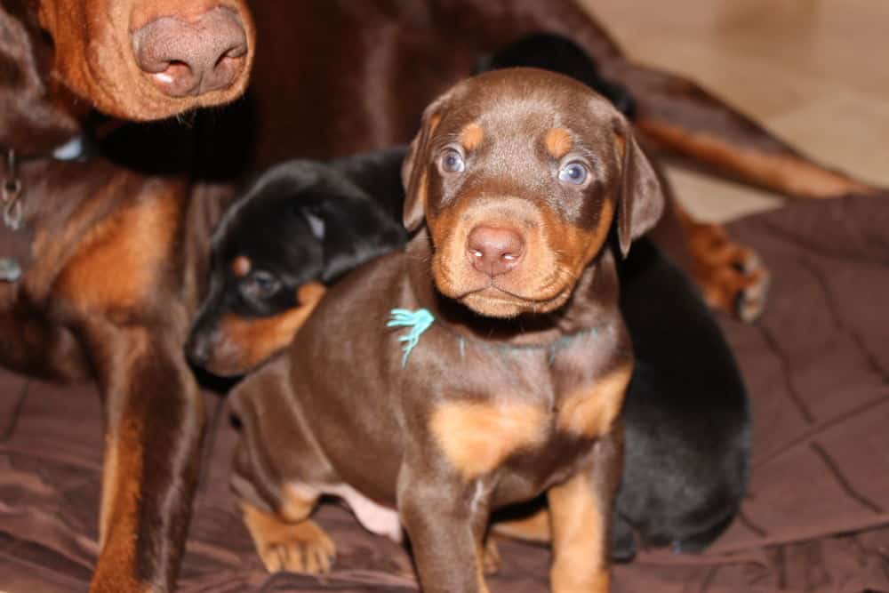 4 week old red and rust doberman puppy