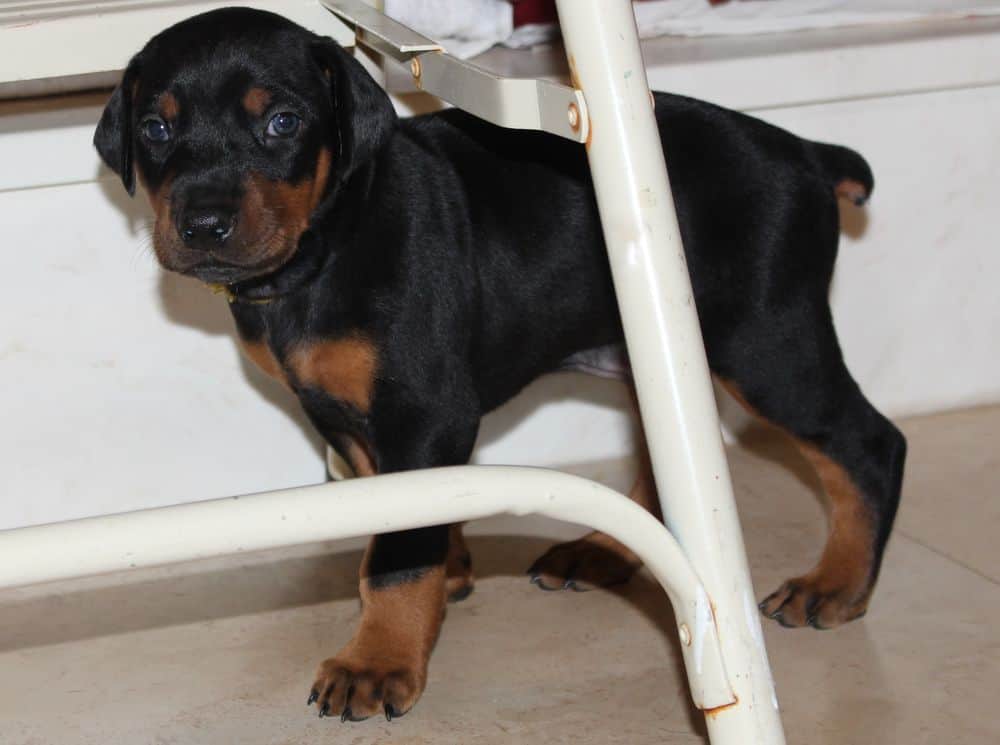 4 week old red and rust doberman puppy