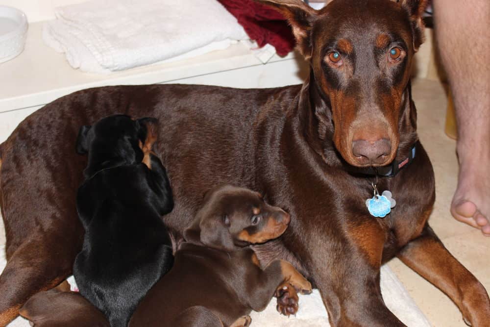 red rust female doberman with puppies