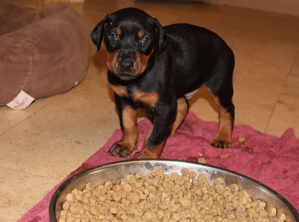 4-1/2 week old red and rust doberman puppy
