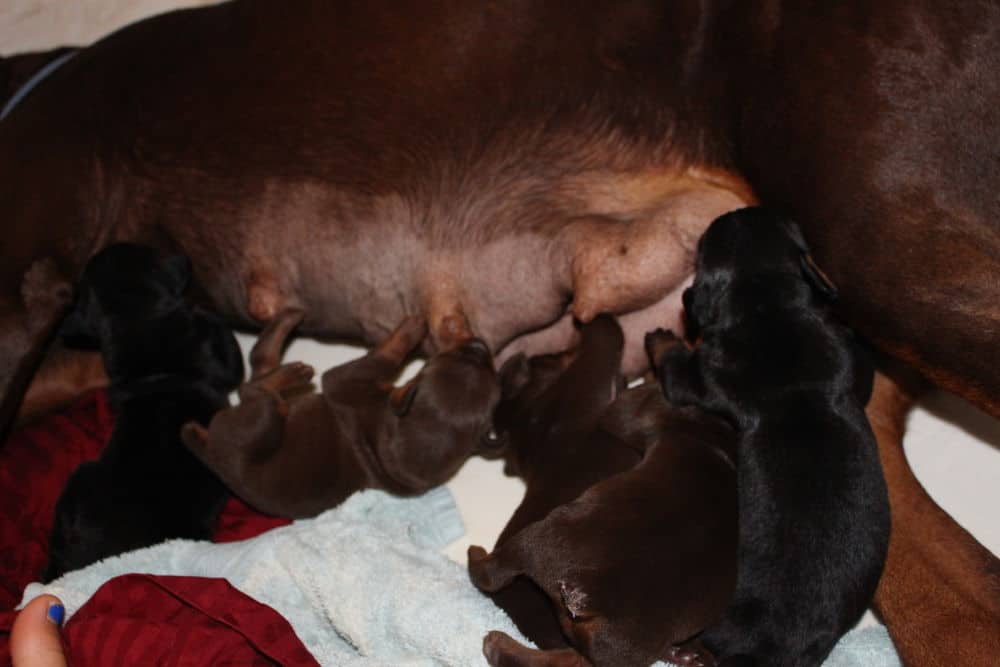 6 day old red and rust, black and rust doberman puppies