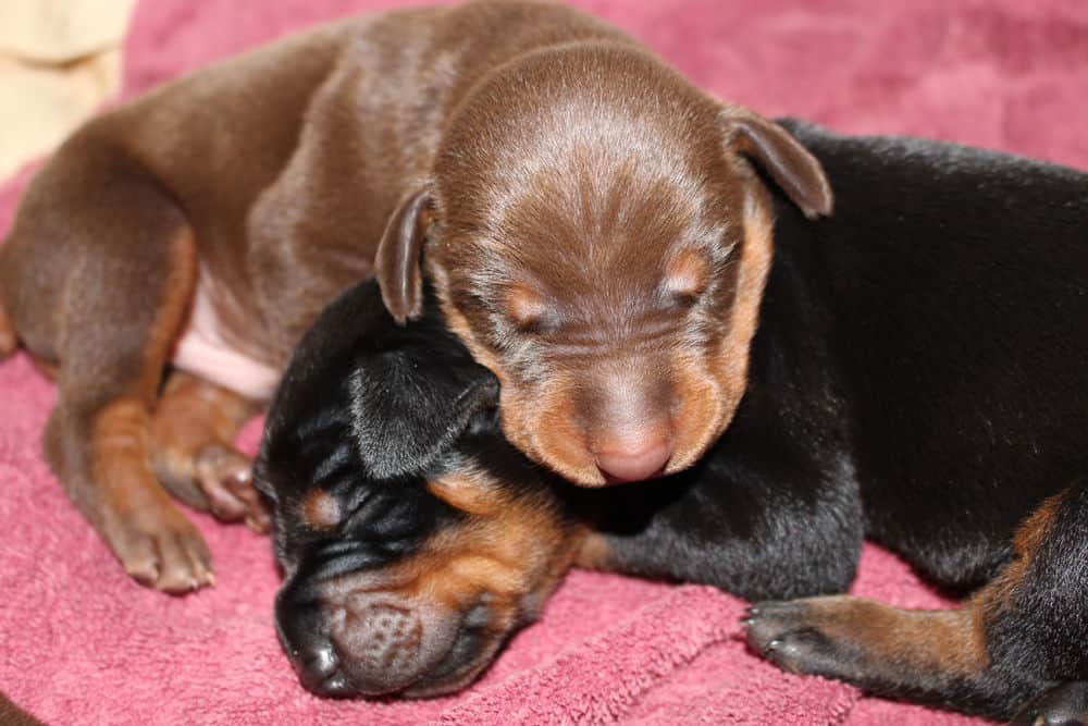 1 week old black and rust, red and rust doberman puppies