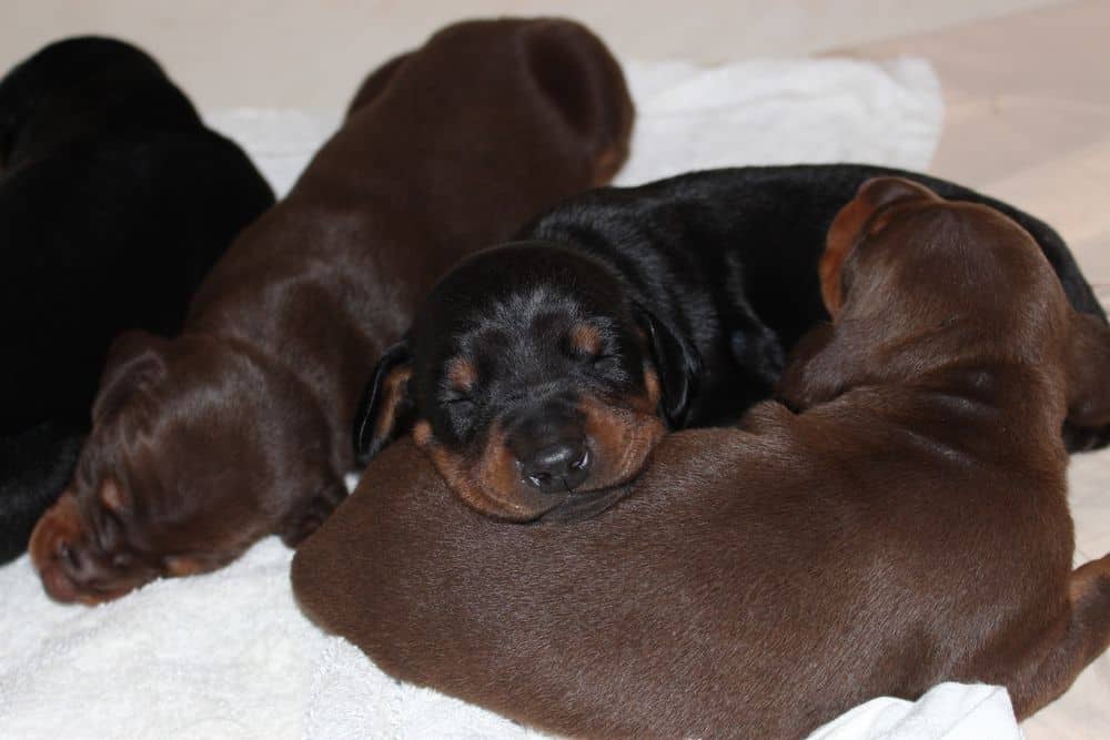almost 2 week old black and rust, red and rust doberman puppies