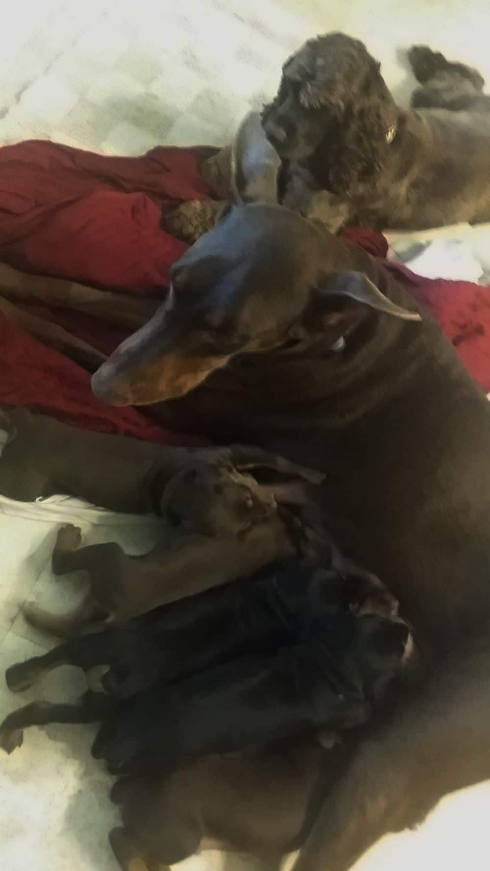3-1/2 week old black and rust, red and rust doberman puppies