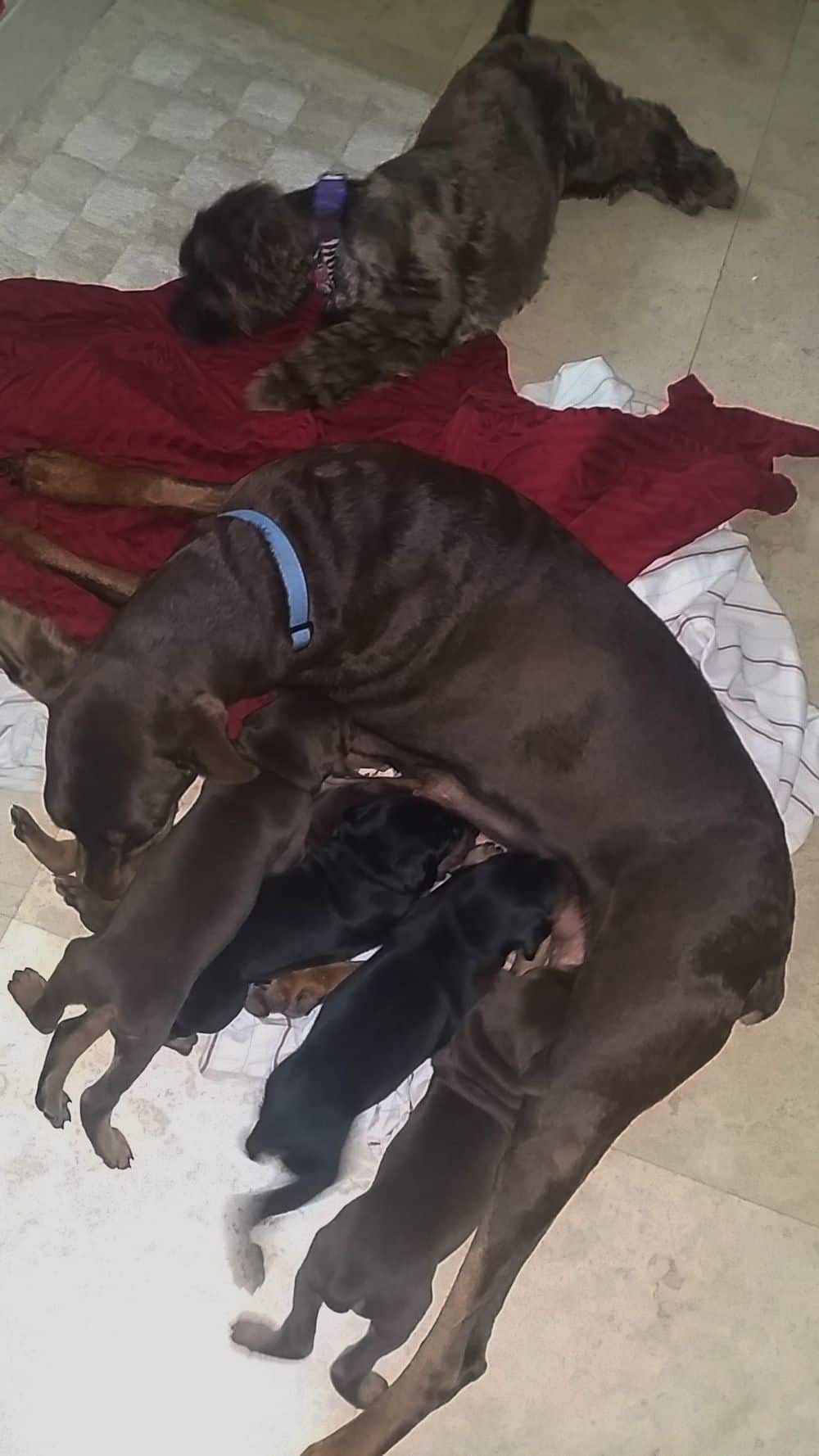 3-1/2 week old black and rust, red and rust doberman puppies