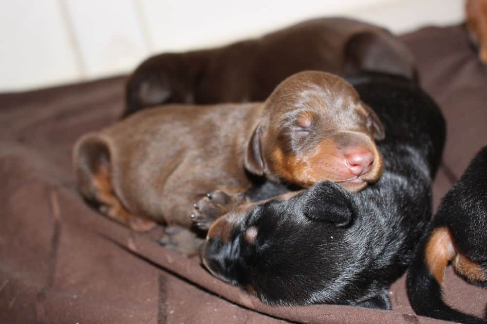 4 day old doberman puppies