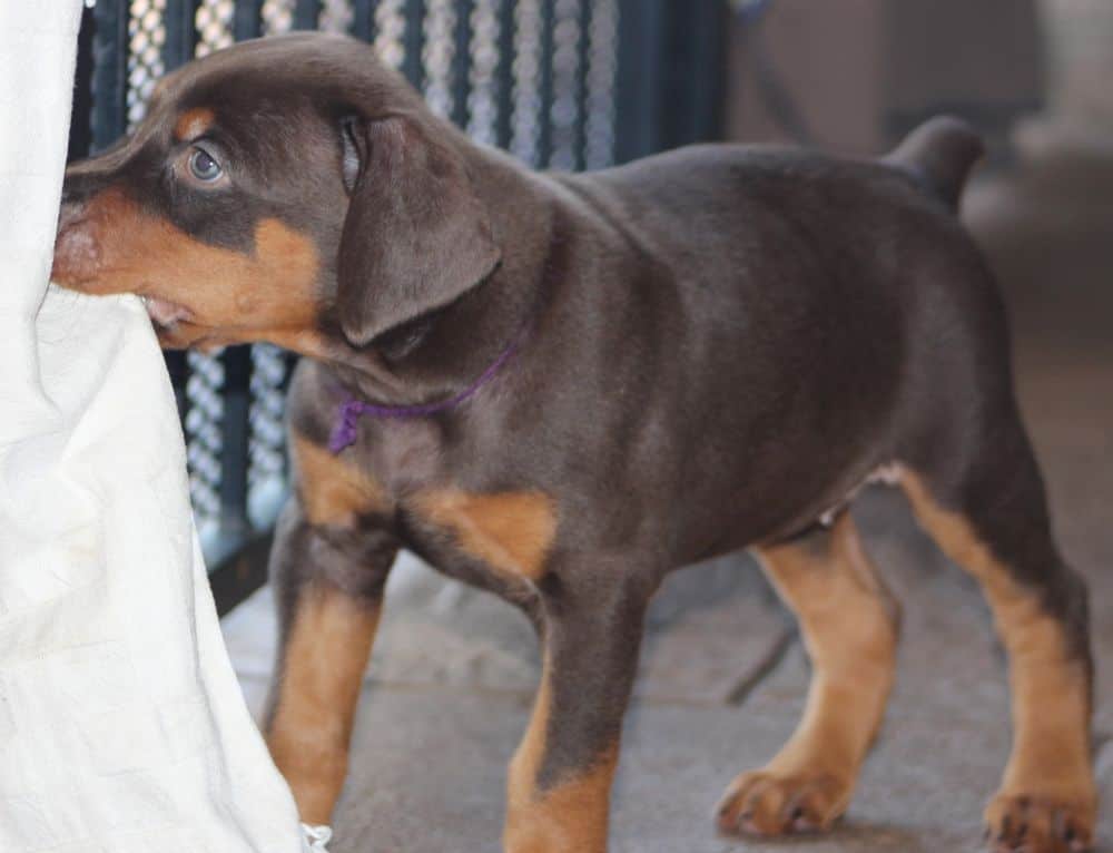 5 week old red and rust female doberman puppy