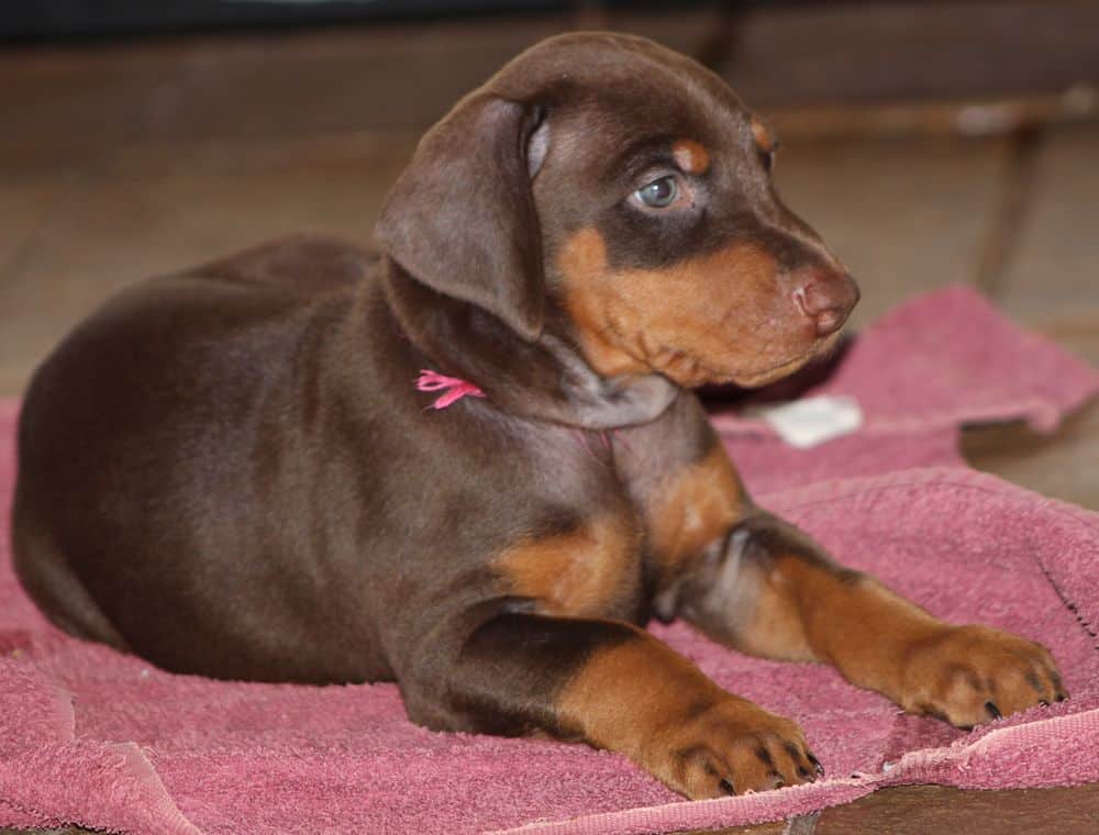 5 week old red and rust female doberman puppy