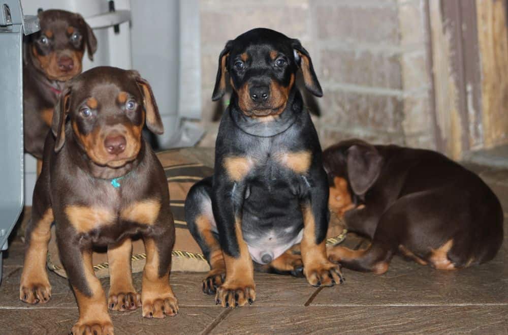 5 week old red and rust / black and rust doberman puppies