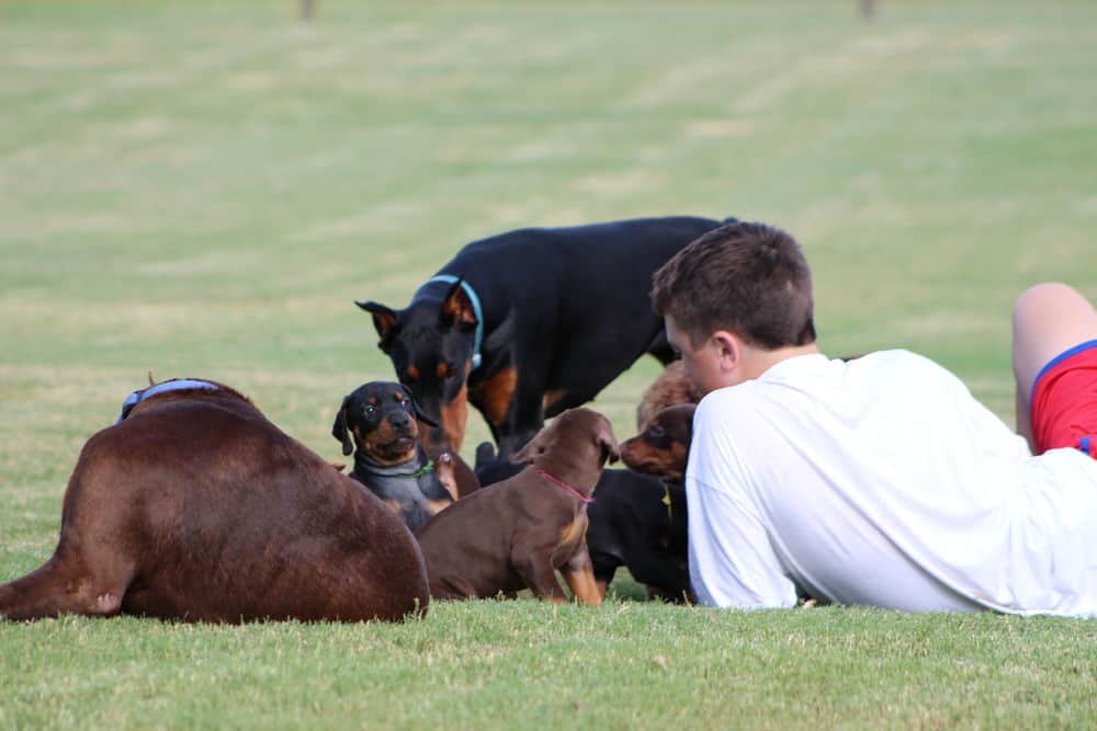 child playing outside with Dobermans and puppies
