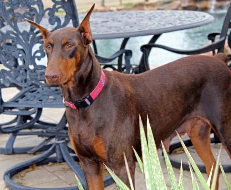red and rust adult female doberman