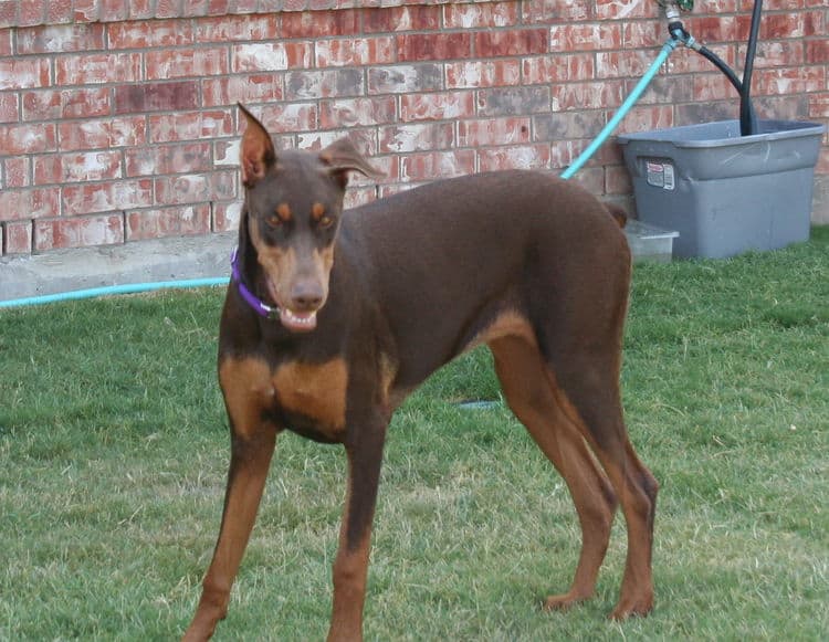 Doberman Pinscher