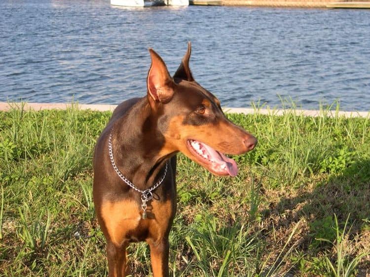 doberman at 1 year old