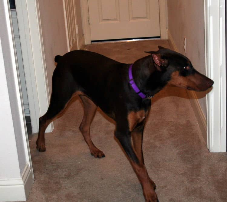 Doberman Pinscher