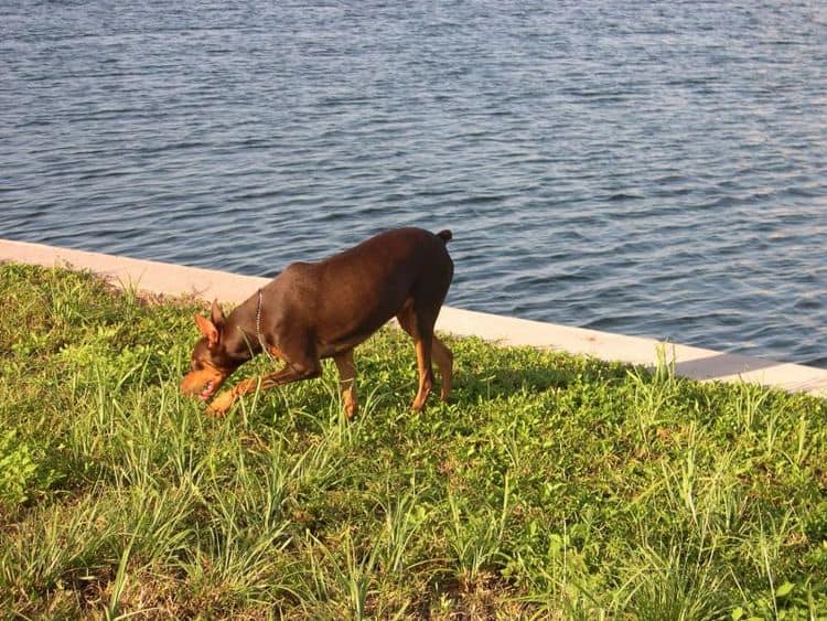 doberman at 1 year old