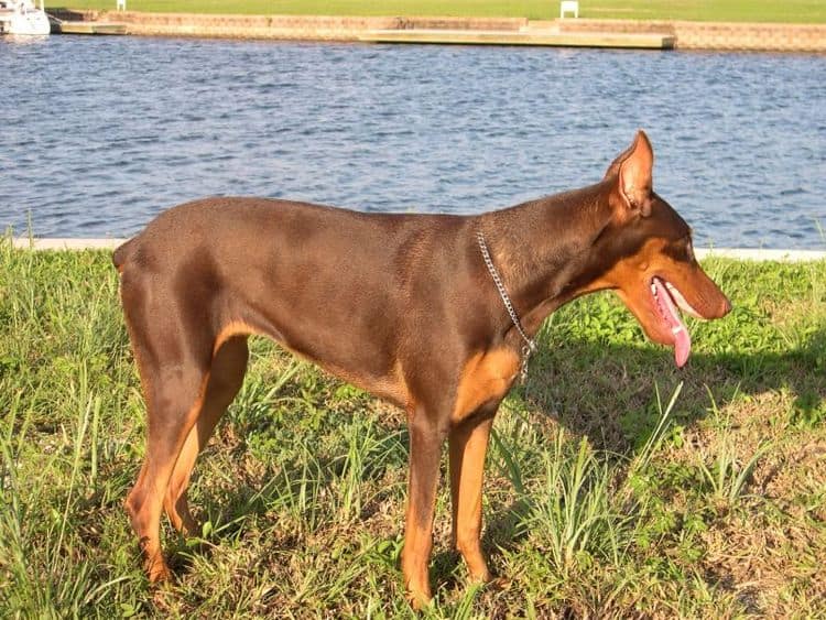 doberman at 1 year old