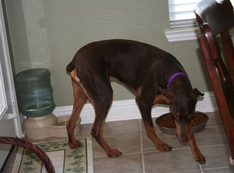 Doberman Pinscher