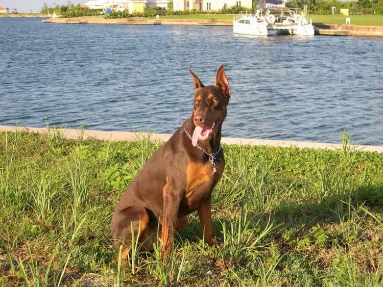 doberman at 1 year old