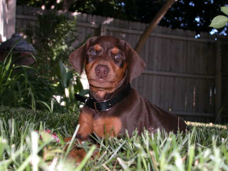 Female Dobermen puppie