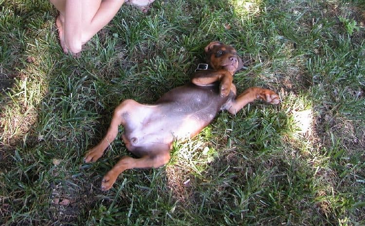 Female Dobermen puppie