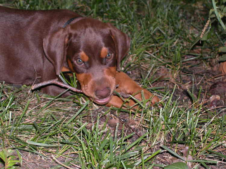 Female Dobermen puppie