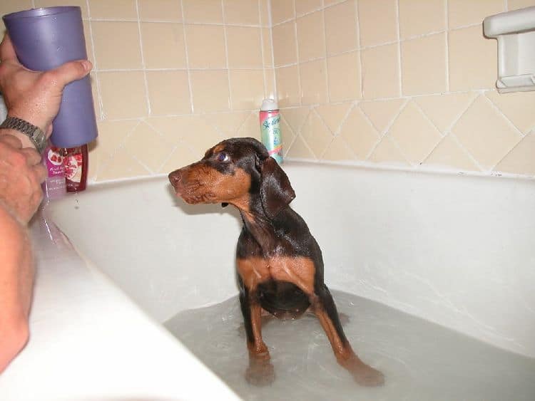 Bathing Doberman pup