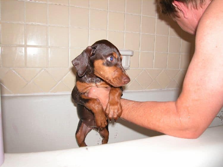 Bathing Dobermen pup