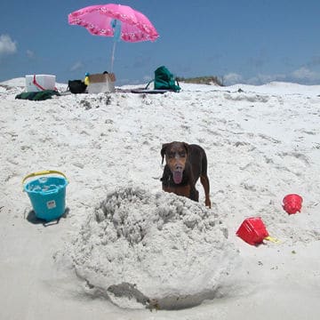 Doberman puppy