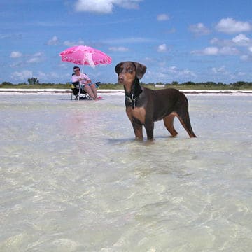 Dobermen puppy