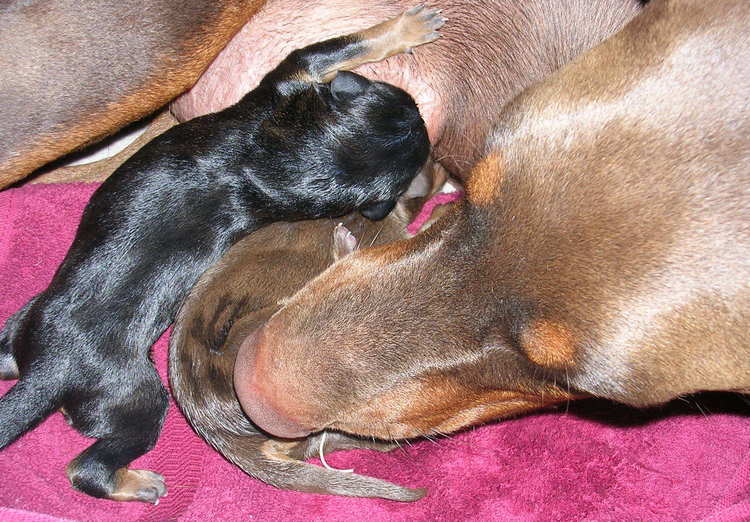 Doberman puppies' first day