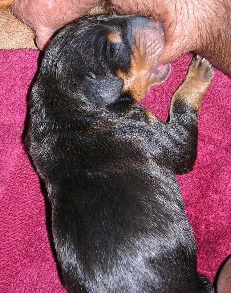 Doberman puppies' first day