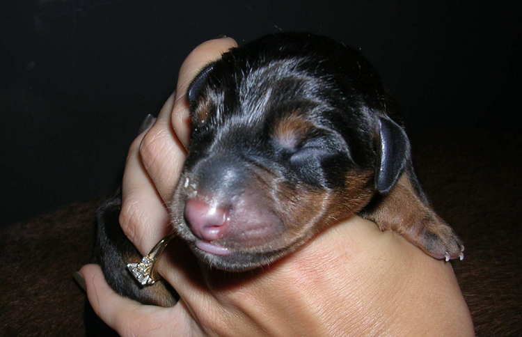 Doberman puppies' first day