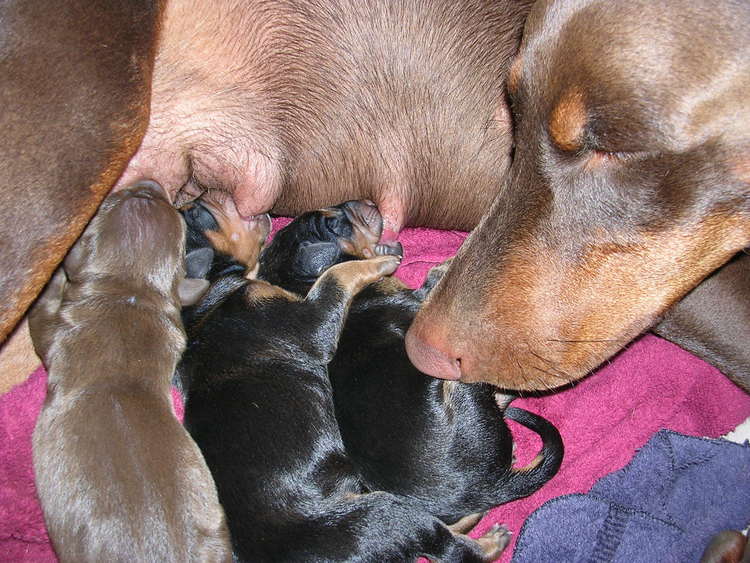 Doberman puppies' first day