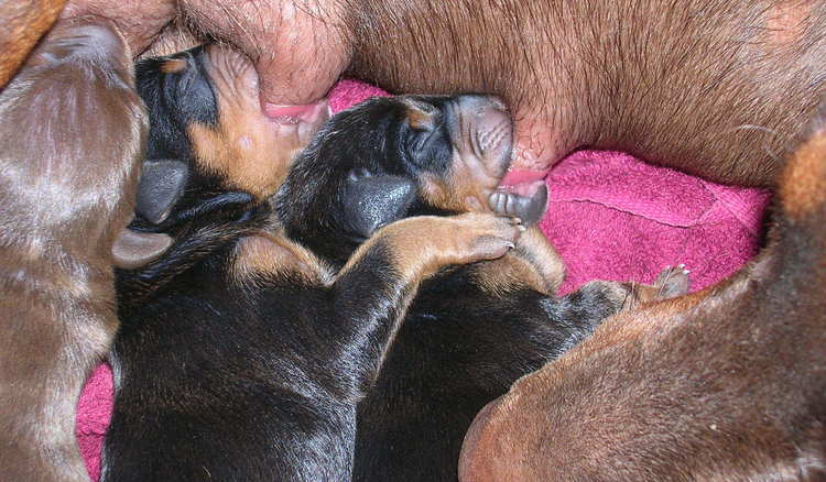 Doberman puppies' first day