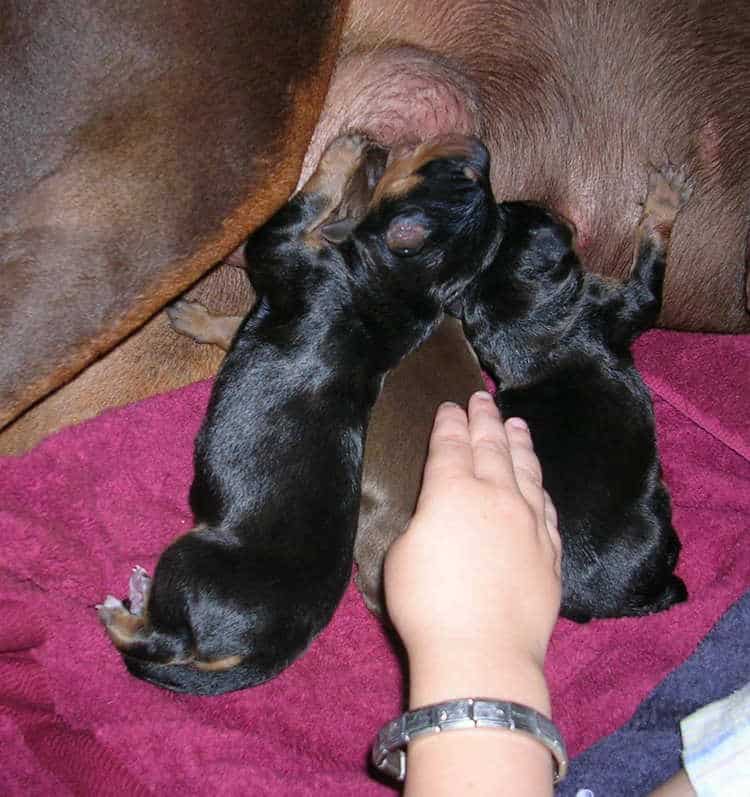 Doberman puppies' first day