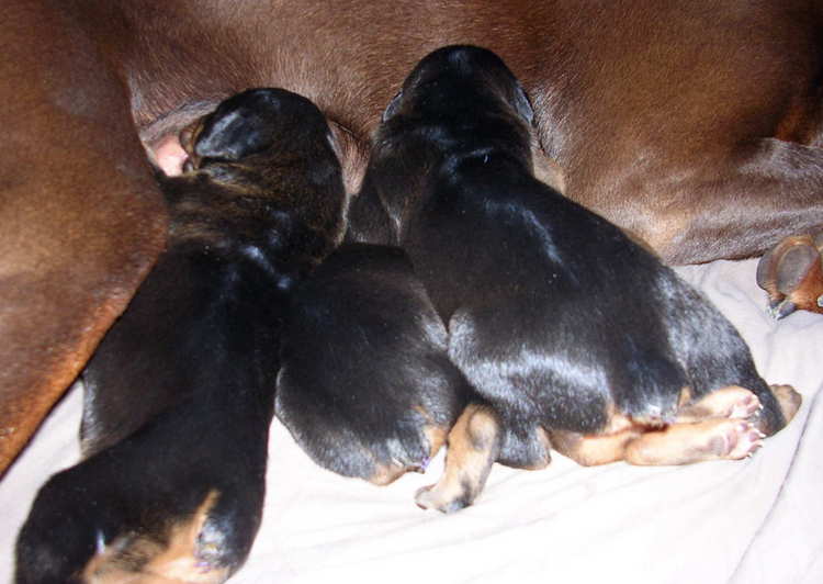 Doberman puppies at 1 week old