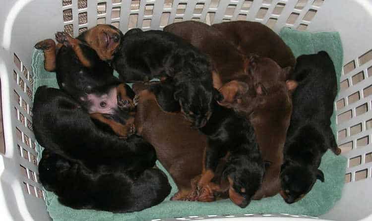 Doberman puppies at 1 week old