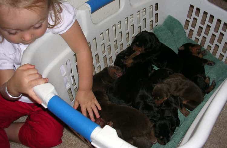 Doberman puppies at 1 week old