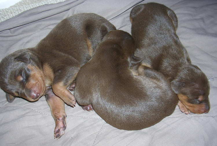 Doberman puppies at 1 week old